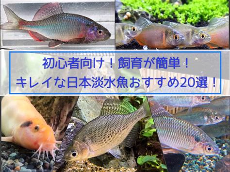 飼養魚|飼育が簡単な観賞魚10選！初心者におすすめ丈夫でキ。